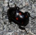 Nicrophorus germanicus